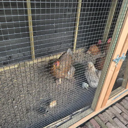 Amsterdam House * 잔드보르트