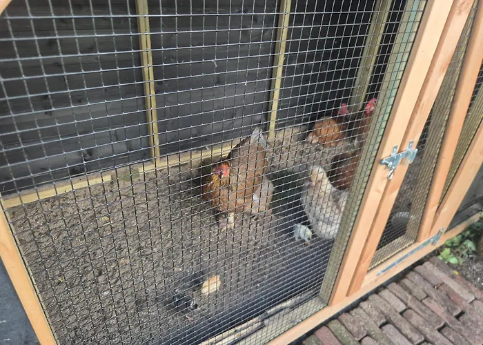 Amsterdam House * 赞德沃特